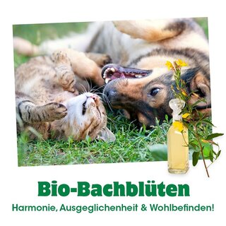 Bio-Bachblten Stress 20 ml